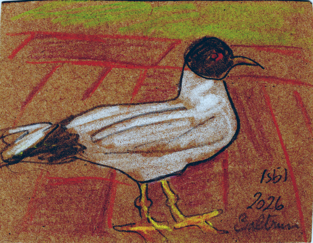 Möwe