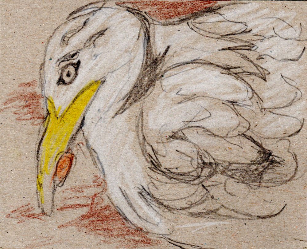 Möwe